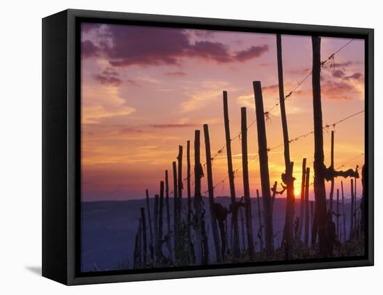 Sunset Through the Vines of the Italian Wine Country, Tuscany, Italy-Janis Miglavs-Framed Premier Image Canvas