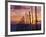 Sunset Through the Vines of the Italian Wine Country, Tuscany, Italy-Janis Miglavs-Framed Photographic Print