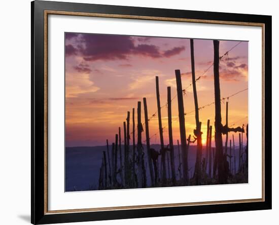 Sunset Through the Vines of the Italian Wine Country, Tuscany, Italy-Janis Miglavs-Framed Photographic Print