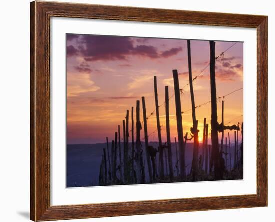 Sunset Through the Vines of the Italian Wine Country, Tuscany, Italy-Janis Miglavs-Framed Photographic Print