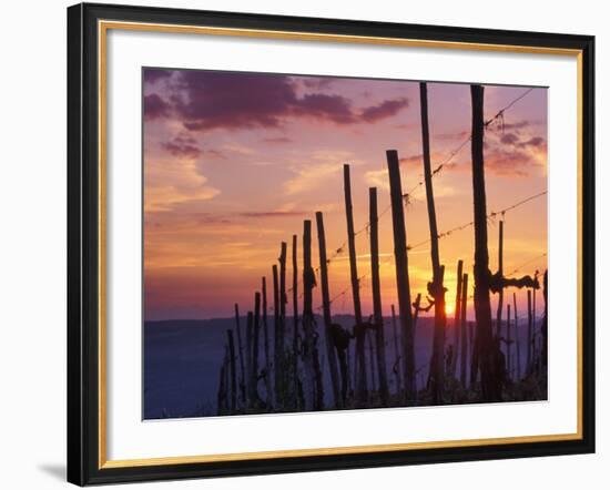 Sunset Through the Vines of the Italian Wine Country, Tuscany, Italy-Janis Miglavs-Framed Photographic Print