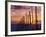 Sunset Through the Vines of the Italian Wine Country, Tuscany, Italy-Janis Miglavs-Framed Photographic Print