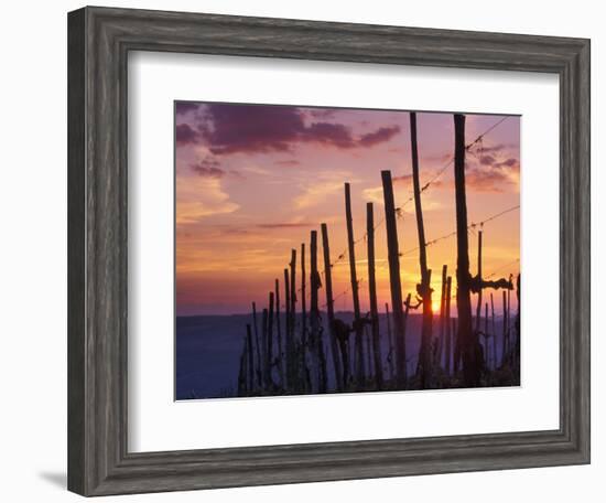 Sunset Through the Vines of the Italian Wine Country, Tuscany, Italy-Janis Miglavs-Framed Photographic Print