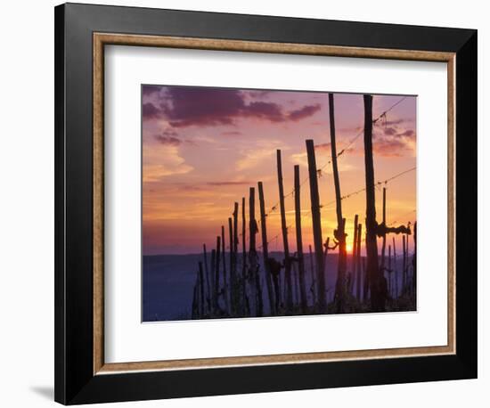 Sunset Through the Vines of the Italian Wine Country, Tuscany, Italy-Janis Miglavs-Framed Photographic Print