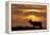 Sunset, Tule Elk Wildlife, Point Reyes National Seashore, California, USA-Gerry Reynolds-Framed Premier Image Canvas