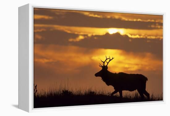 Sunset, Tule Elk Wildlife, Point Reyes National Seashore, California, USA-Gerry Reynolds-Framed Premier Image Canvas