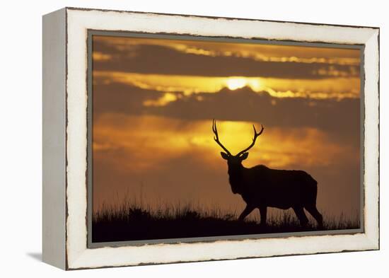 Sunset, Tule Elk Wildlife, Point Reyes National Seashore, California, USA-Gerry Reynolds-Framed Premier Image Canvas