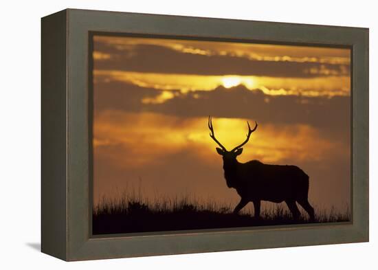 Sunset, Tule Elk Wildlife, Point Reyes National Seashore, California, USA-Gerry Reynolds-Framed Premier Image Canvas