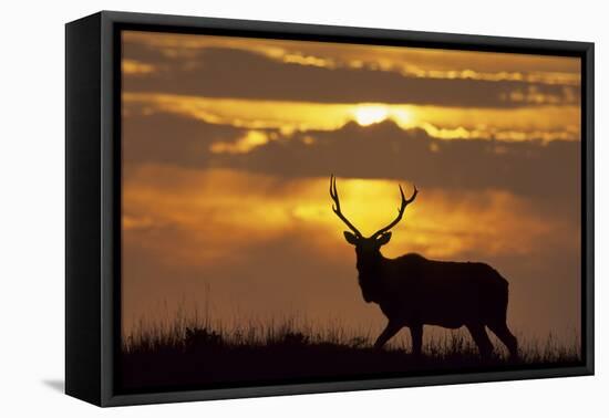 Sunset, Tule Elk Wildlife, Point Reyes National Seashore, California, USA-Gerry Reynolds-Framed Premier Image Canvas