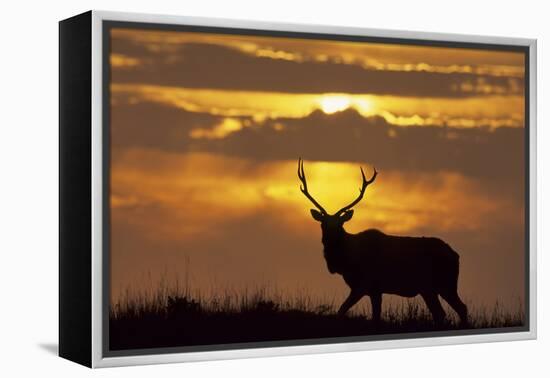 Sunset, Tule Elk Wildlife, Point Reyes National Seashore, California, USA-Gerry Reynolds-Framed Premier Image Canvas