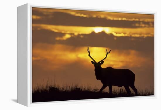 Sunset, Tule Elk Wildlife, Point Reyes National Seashore, California, USA-Gerry Reynolds-Framed Premier Image Canvas