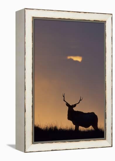 Sunset, Tule Elk Wildlife, Point Reyes National Seashore, California, USA-Gerry Reynolds-Framed Premier Image Canvas