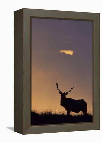 Sunset, Tule Elk Wildlife, Point Reyes National Seashore, California, USA-Gerry Reynolds-Framed Premier Image Canvas