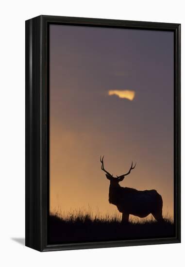 Sunset, Tule Elk Wildlife, Point Reyes National Seashore, California, USA-Gerry Reynolds-Framed Premier Image Canvas