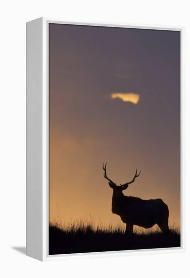 Sunset, Tule Elk Wildlife, Point Reyes National Seashore, California, USA-Gerry Reynolds-Framed Premier Image Canvas