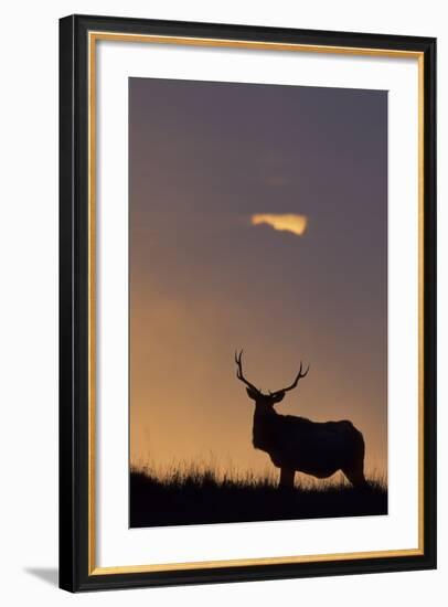 Sunset, Tule Elk Wildlife, Point Reyes National Seashore, California, USA-Gerry Reynolds-Framed Photographic Print