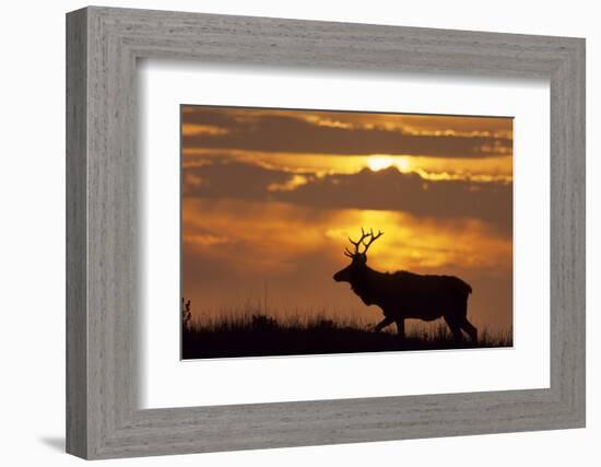 Sunset, Tule Elk Wildlife, Point Reyes National Seashore, California, USA-Gerry Reynolds-Framed Photographic Print