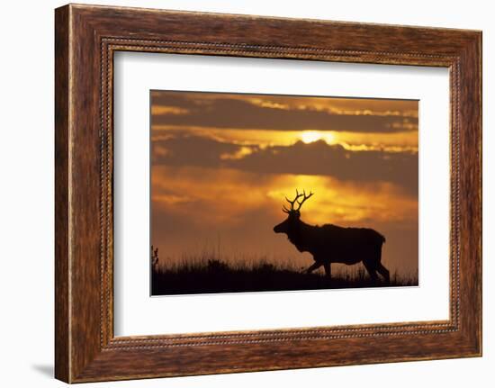 Sunset, Tule Elk Wildlife, Point Reyes National Seashore, California, USA-Gerry Reynolds-Framed Photographic Print