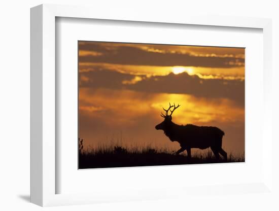 Sunset, Tule Elk Wildlife, Point Reyes National Seashore, California, USA-Gerry Reynolds-Framed Photographic Print