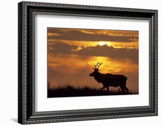 Sunset, Tule Elk Wildlife, Point Reyes National Seashore, California, USA-Gerry Reynolds-Framed Photographic Print