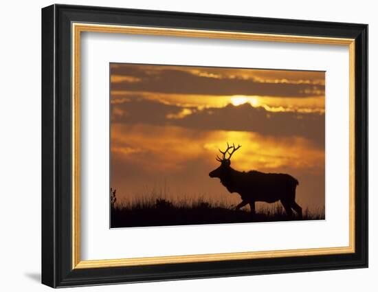 Sunset, Tule Elk Wildlife, Point Reyes National Seashore, California, USA-Gerry Reynolds-Framed Photographic Print