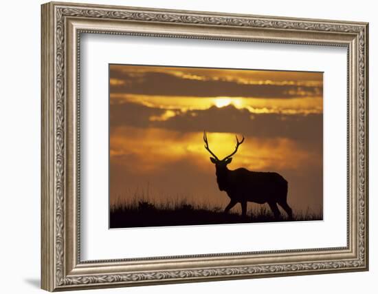 Sunset, Tule Elk Wildlife, Point Reyes National Seashore, California, USA-Gerry Reynolds-Framed Photographic Print