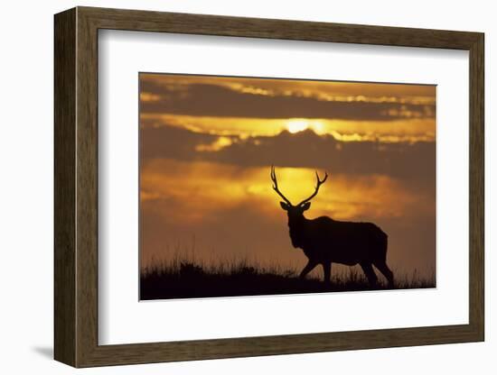 Sunset, Tule Elk Wildlife, Point Reyes National Seashore, California, USA-Gerry Reynolds-Framed Photographic Print