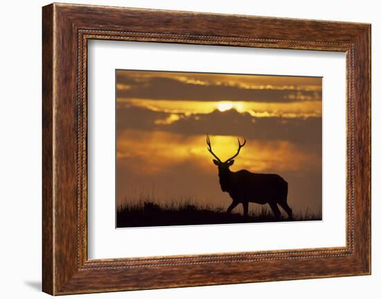 Sunset, Tule Elk Wildlife, Point Reyes National Seashore, California, USA-Gerry Reynolds-Framed Photographic Print