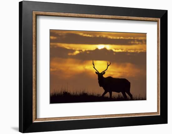 Sunset, Tule Elk Wildlife, Point Reyes National Seashore, California, USA-Gerry Reynolds-Framed Photographic Print