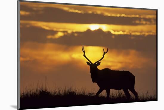 Sunset, Tule Elk Wildlife, Point Reyes National Seashore, California, USA-Gerry Reynolds-Mounted Photographic Print