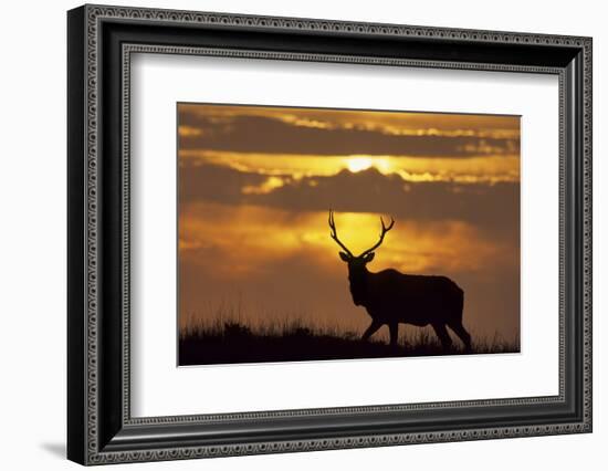 Sunset, Tule Elk Wildlife, Point Reyes National Seashore, California, USA-Gerry Reynolds-Framed Photographic Print