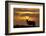 Sunset, Tule Elk Wildlife, Point Reyes National Seashore, California, USA-Gerry Reynolds-Framed Photographic Print