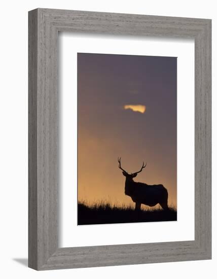 Sunset, Tule Elk Wildlife, Point Reyes National Seashore, California, USA-Gerry Reynolds-Framed Photographic Print