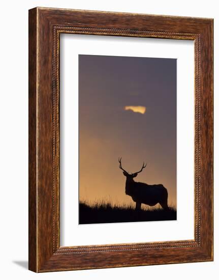 Sunset, Tule Elk Wildlife, Point Reyes National Seashore, California, USA-Gerry Reynolds-Framed Photographic Print