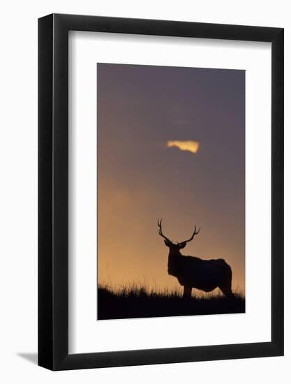 Sunset, Tule Elk Wildlife, Point Reyes National Seashore, California, USA-Gerry Reynolds-Framed Photographic Print