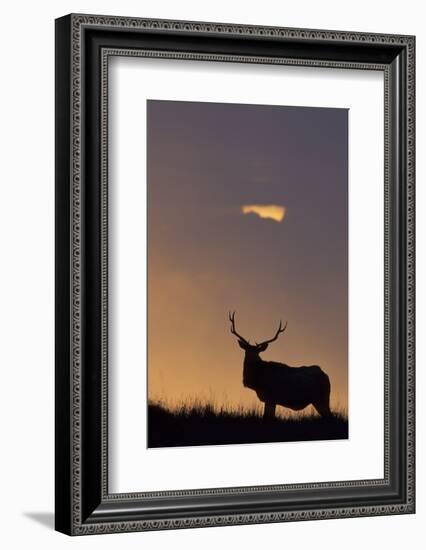 Sunset, Tule Elk Wildlife, Point Reyes National Seashore, California, USA-Gerry Reynolds-Framed Photographic Print