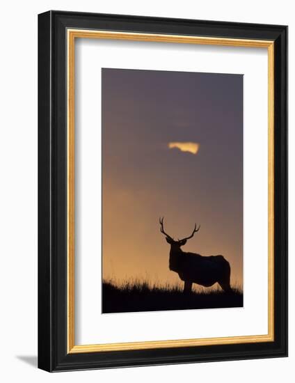 Sunset, Tule Elk Wildlife, Point Reyes National Seashore, California, USA-Gerry Reynolds-Framed Photographic Print