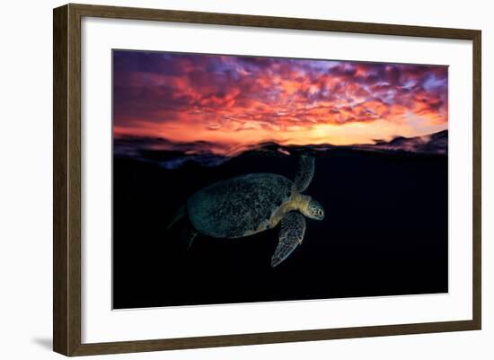 Sunset Turtle-Barathieu Gabriel-Framed Photographic Print