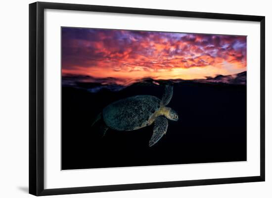 Sunset Turtle-Barathieu Gabriel-Framed Photographic Print