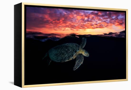 Sunset Turtle-Barathieu Gabriel-Framed Premier Image Canvas