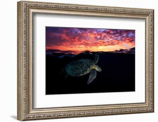 Sunset Turtle-Barathieu Gabriel-Framed Photographic Print