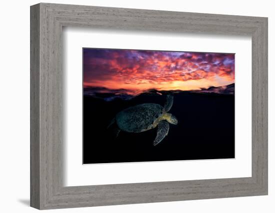 Sunset Turtle-Barathieu Gabriel-Framed Photographic Print