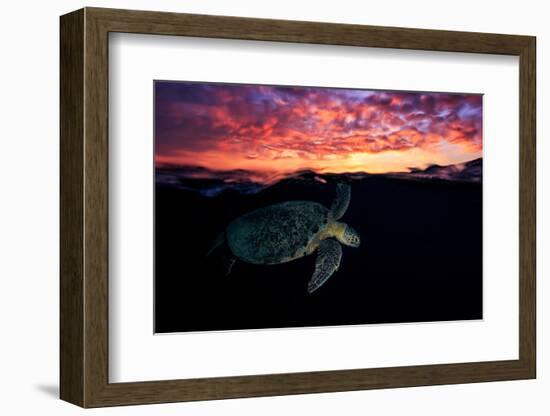 Sunset Turtle-Barathieu Gabriel-Framed Photographic Print