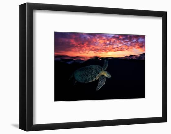 Sunset Turtle-Barathieu Gabriel-Framed Photographic Print