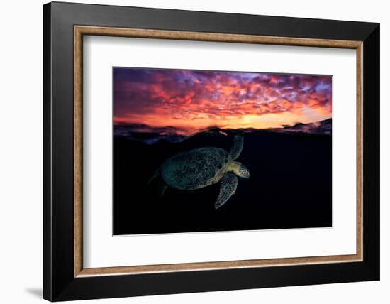 Sunset Turtle-Barathieu Gabriel-Framed Photographic Print