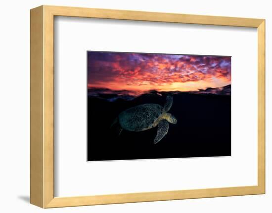 Sunset Turtle-Barathieu Gabriel-Framed Photographic Print