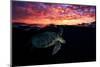 Sunset Turtle-Barathieu Gabriel-Mounted Photographic Print