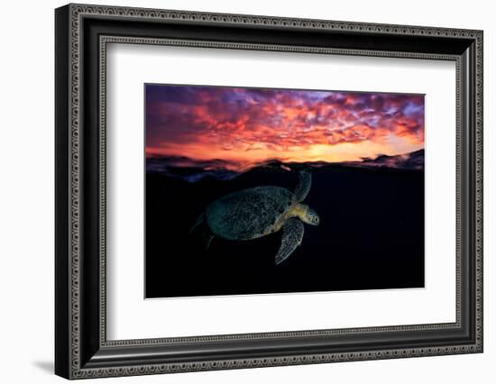 Sunset Turtle-Barathieu Gabriel-Framed Photographic Print