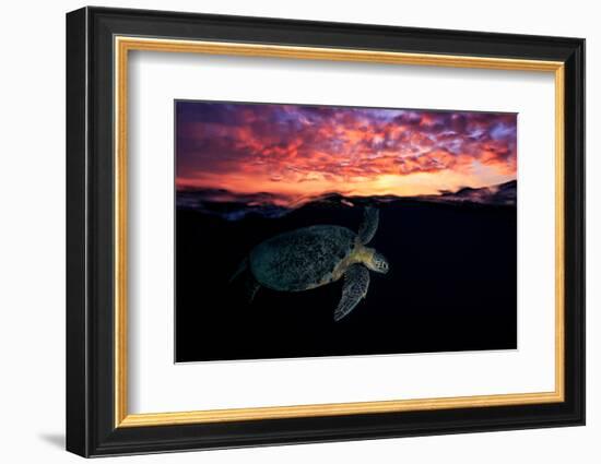 Sunset Turtle-Barathieu Gabriel-Framed Photographic Print