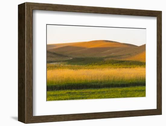 Sunset view of wheat field, Palouse, Washington State, USA-Keren Su-Framed Photographic Print